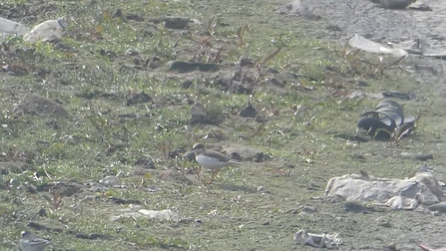 Long-billed Plover - ML610814167