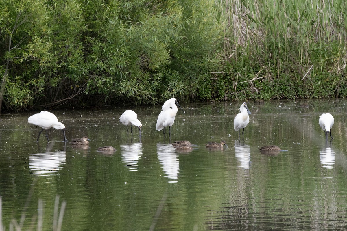 Royal Spoonbill - Owen  Lawton