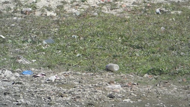 Northern Lapwing - ML610814215