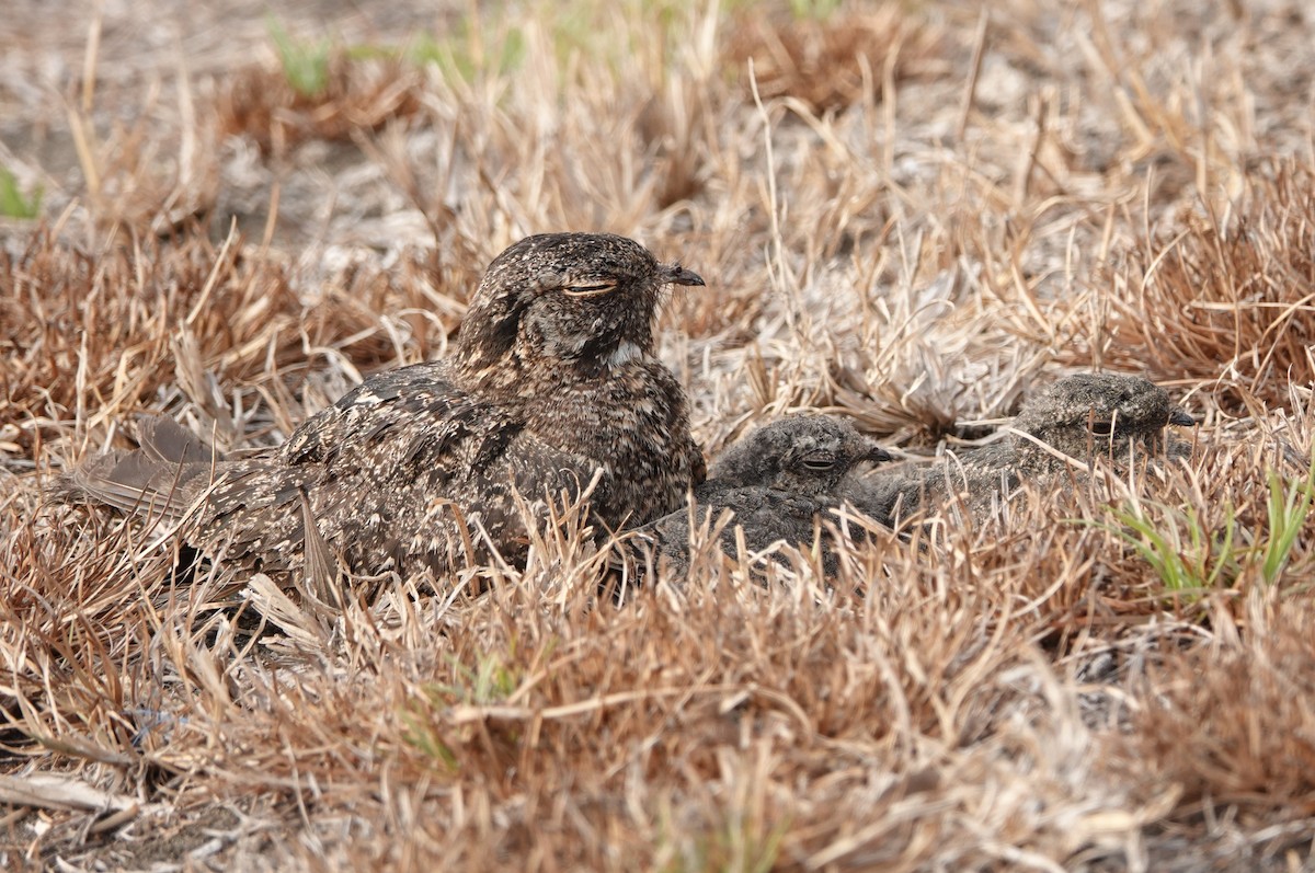 Savanna Nightjar (Sunda) - ML610814229