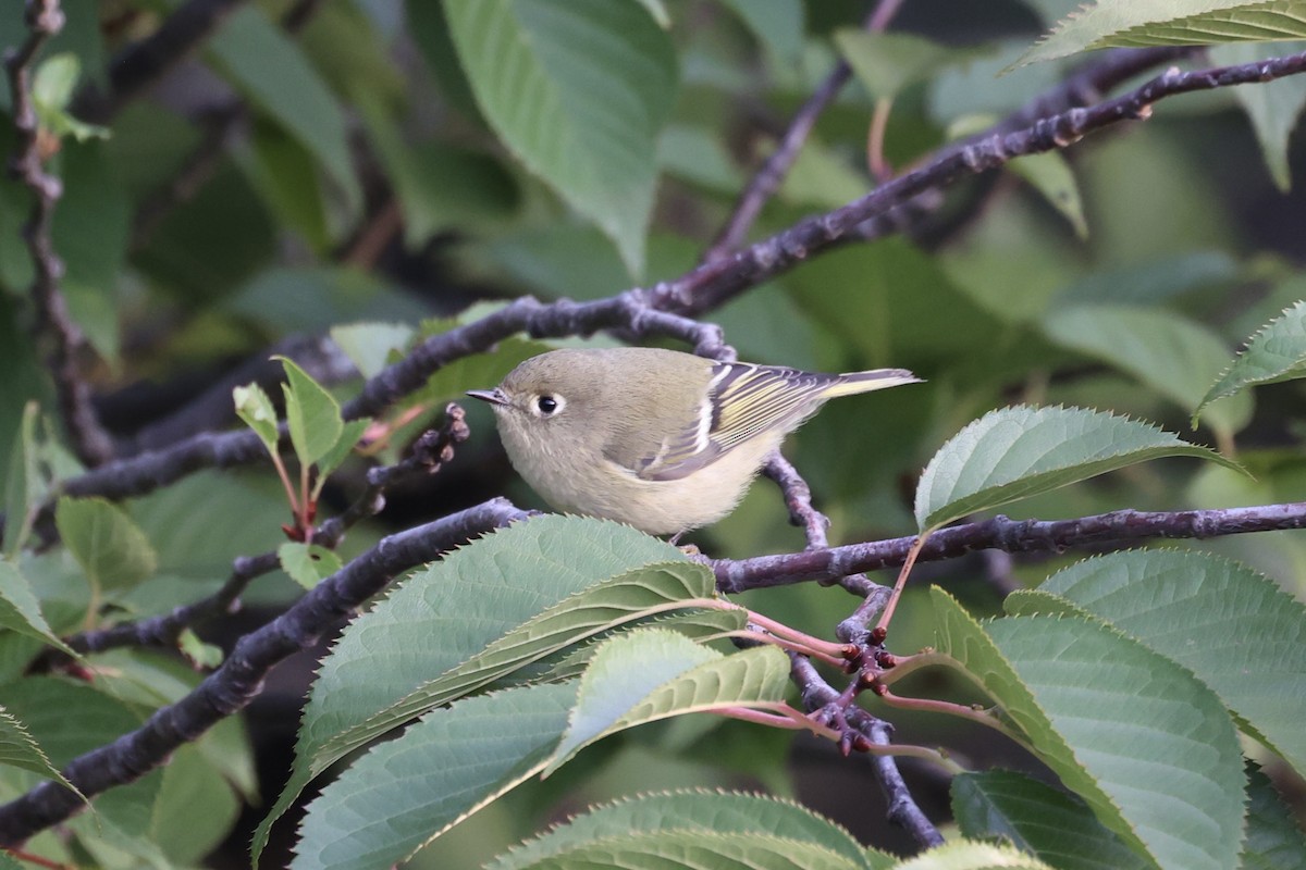 Ruby-crowned Kinglet - ML610814240