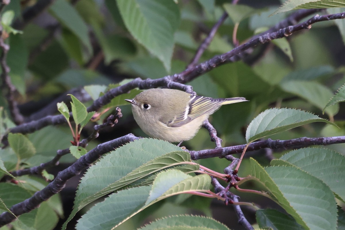 Ruby-crowned Kinglet - ML610814241