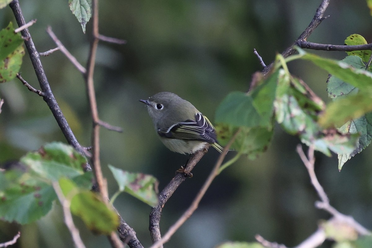 Ruby-crowned Kinglet - Andrew William