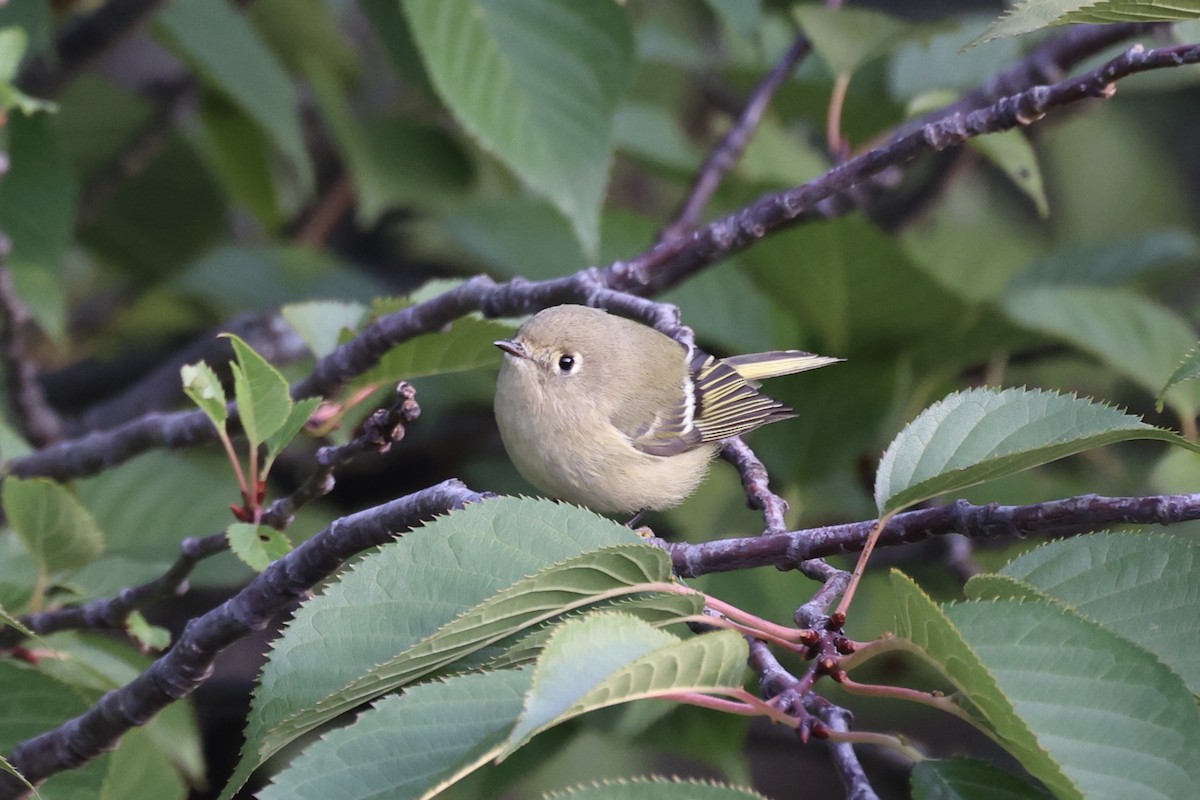 Ruby-crowned Kinglet - ML610814243