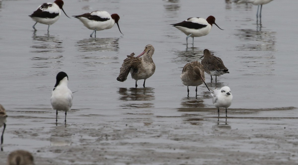Gull-billed Tern - ML610814289