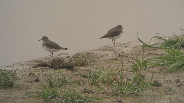 Temminckstrandläufer - ML610814391