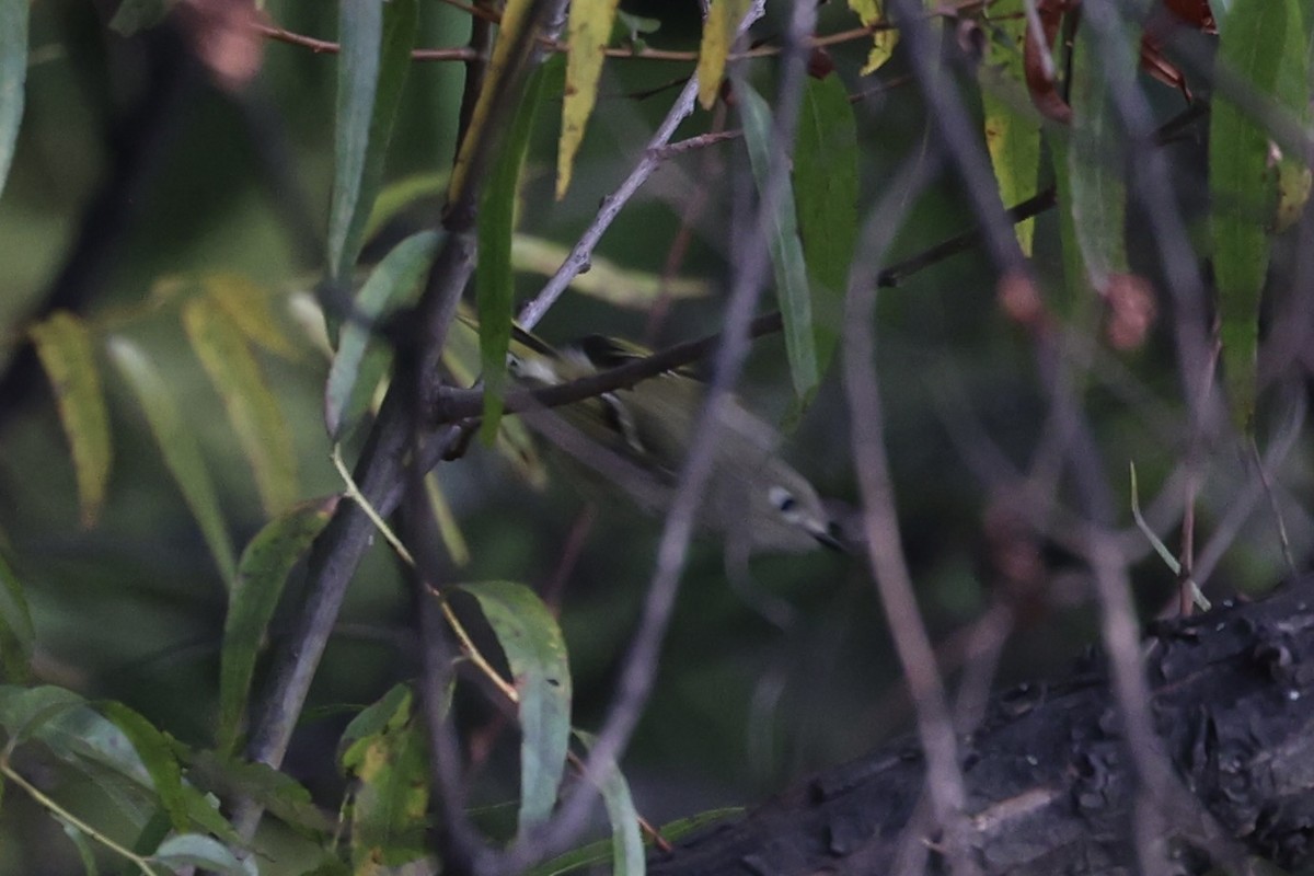 Ruby-crowned Kinglet - ML610814409