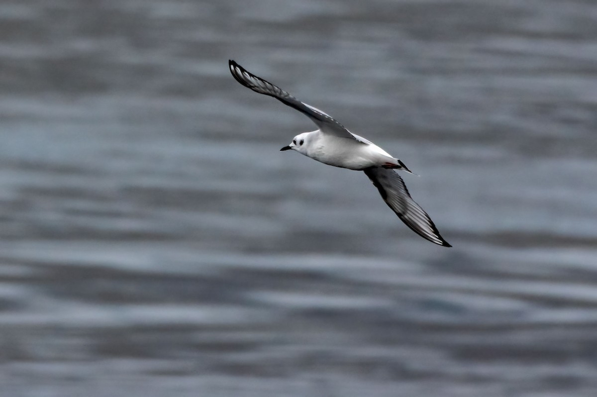 Bonaparte's Gull - Phil Kahler