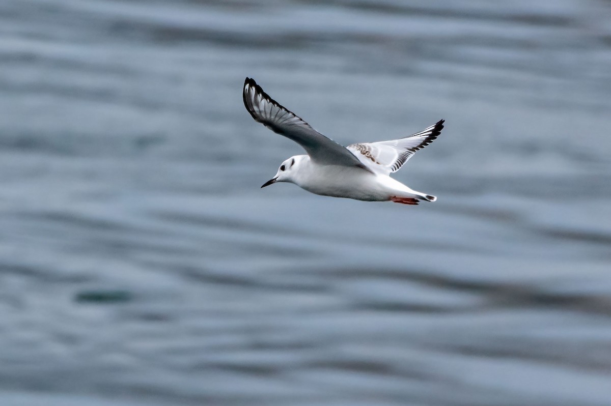 Bonaparte's Gull - ML610814429