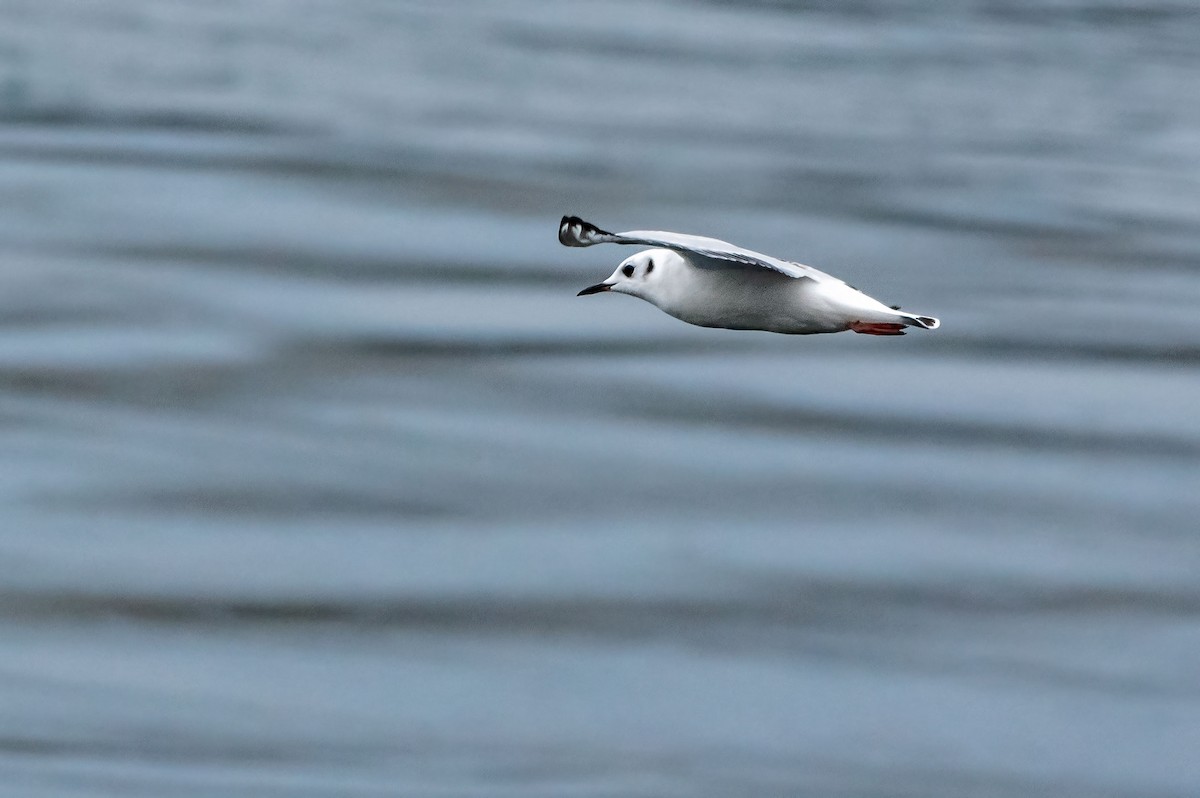 Bonaparte's Gull - ML610814430