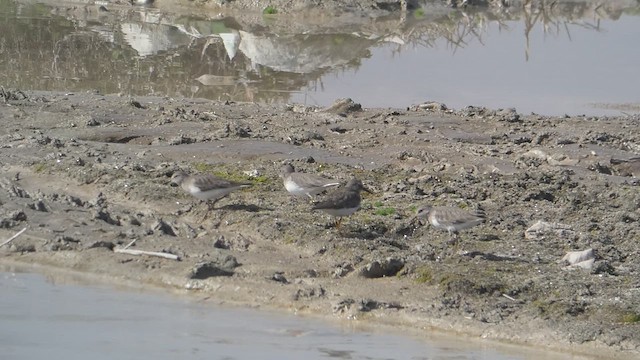 Temminck's Stint - ML610814431