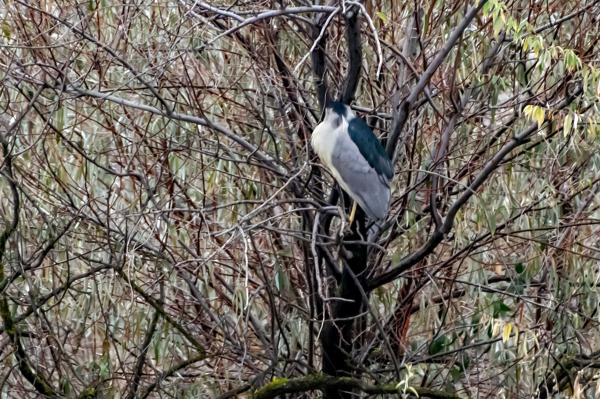 Black-crowned Night Heron - ML610814451