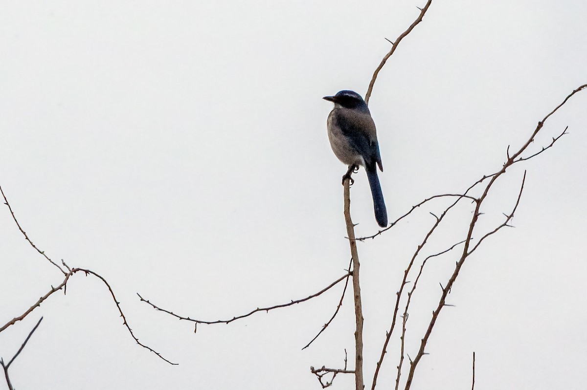 California Scrub-Jay - ML610814468