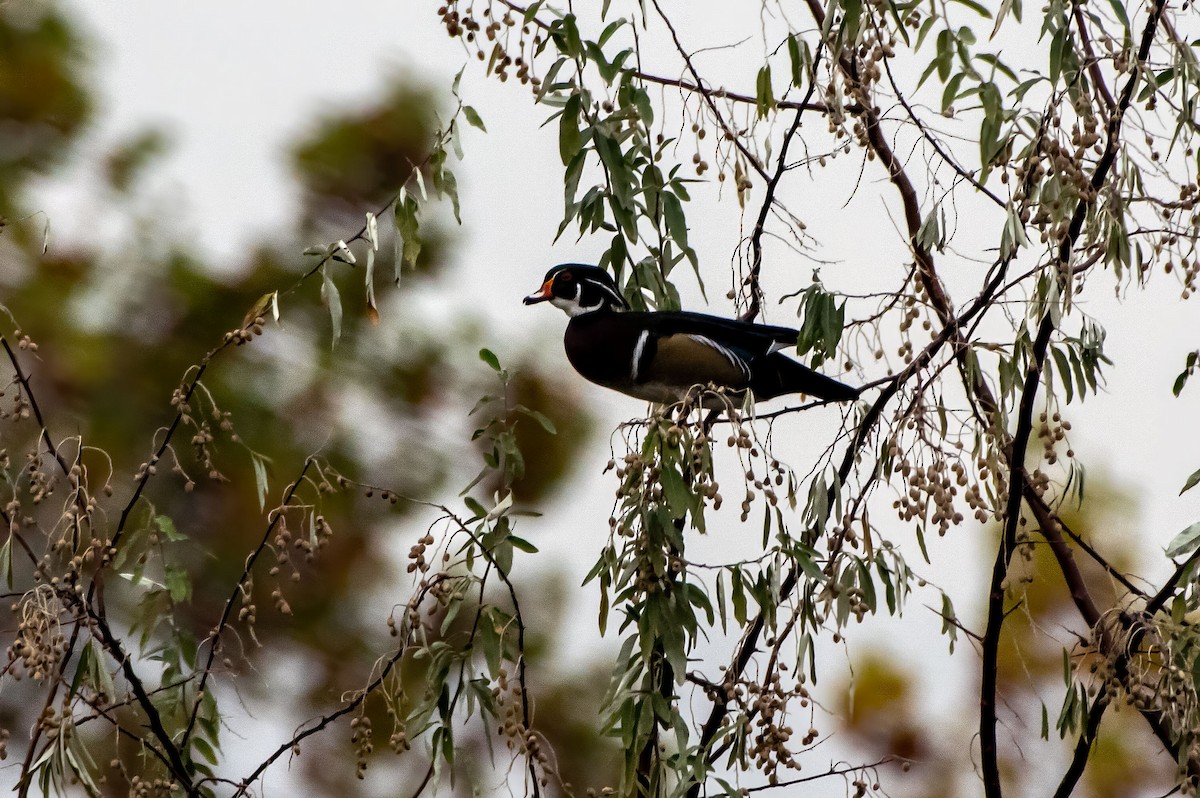 Wood Duck - ML610814489