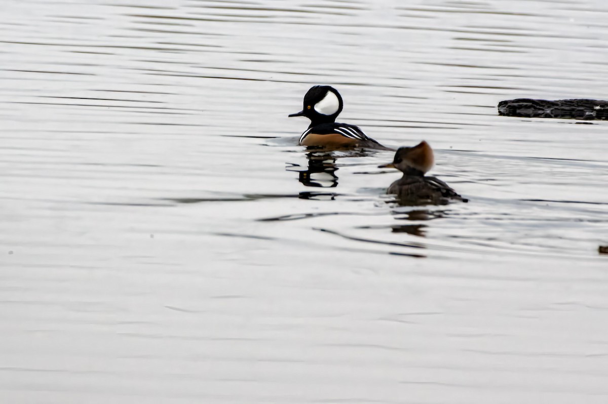 Hooded Merganser - ML610814515