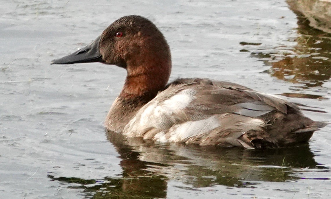 Canvasback - ML610814616