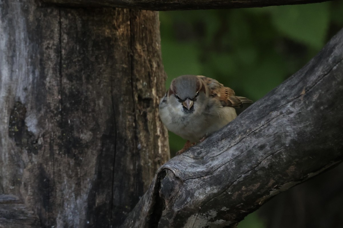 House Sparrow - ML610814692