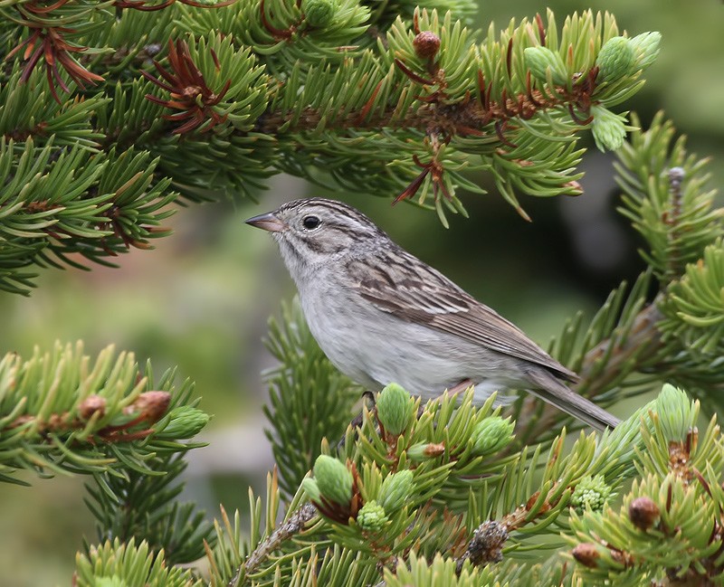 Brewer's Sparrow (taverneri) - ML610814757