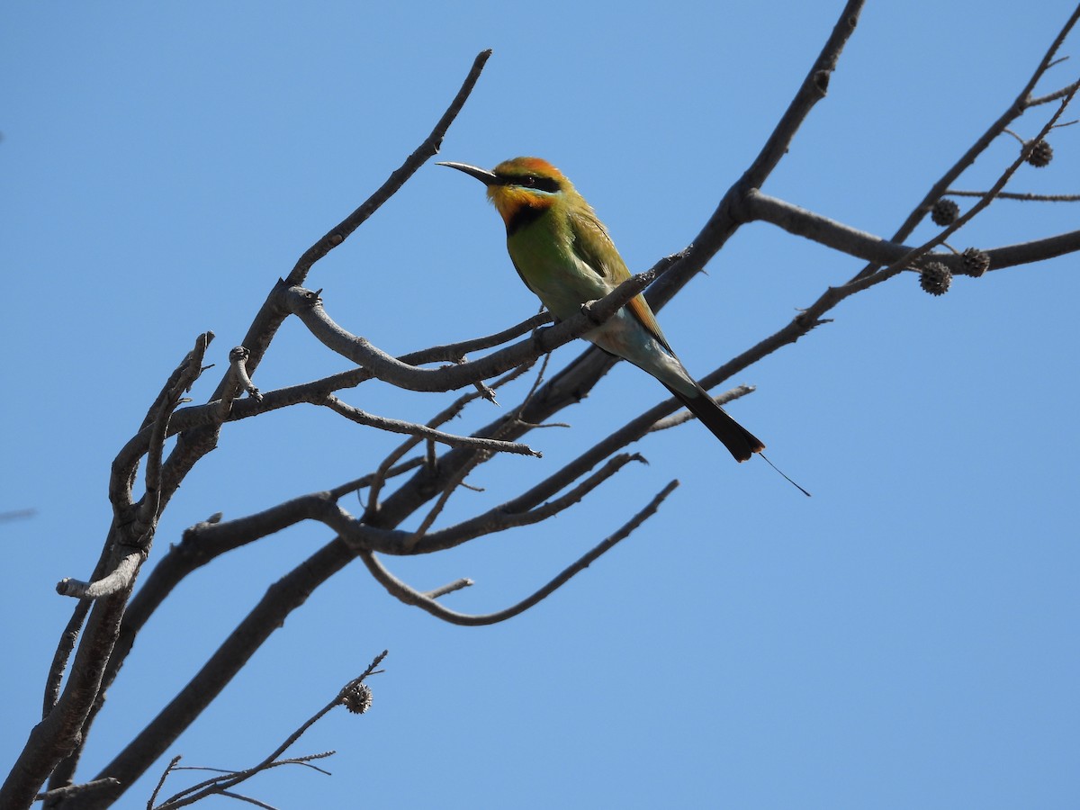 Rainbow Bee-eater - ML610814811