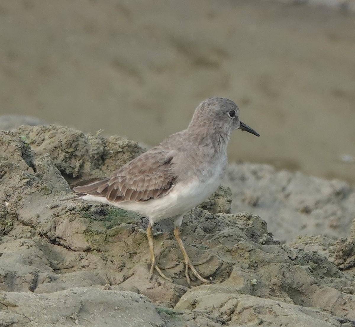 Temminckstrandläufer - ML610814832