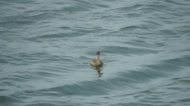 Little Grebe - ML610814875