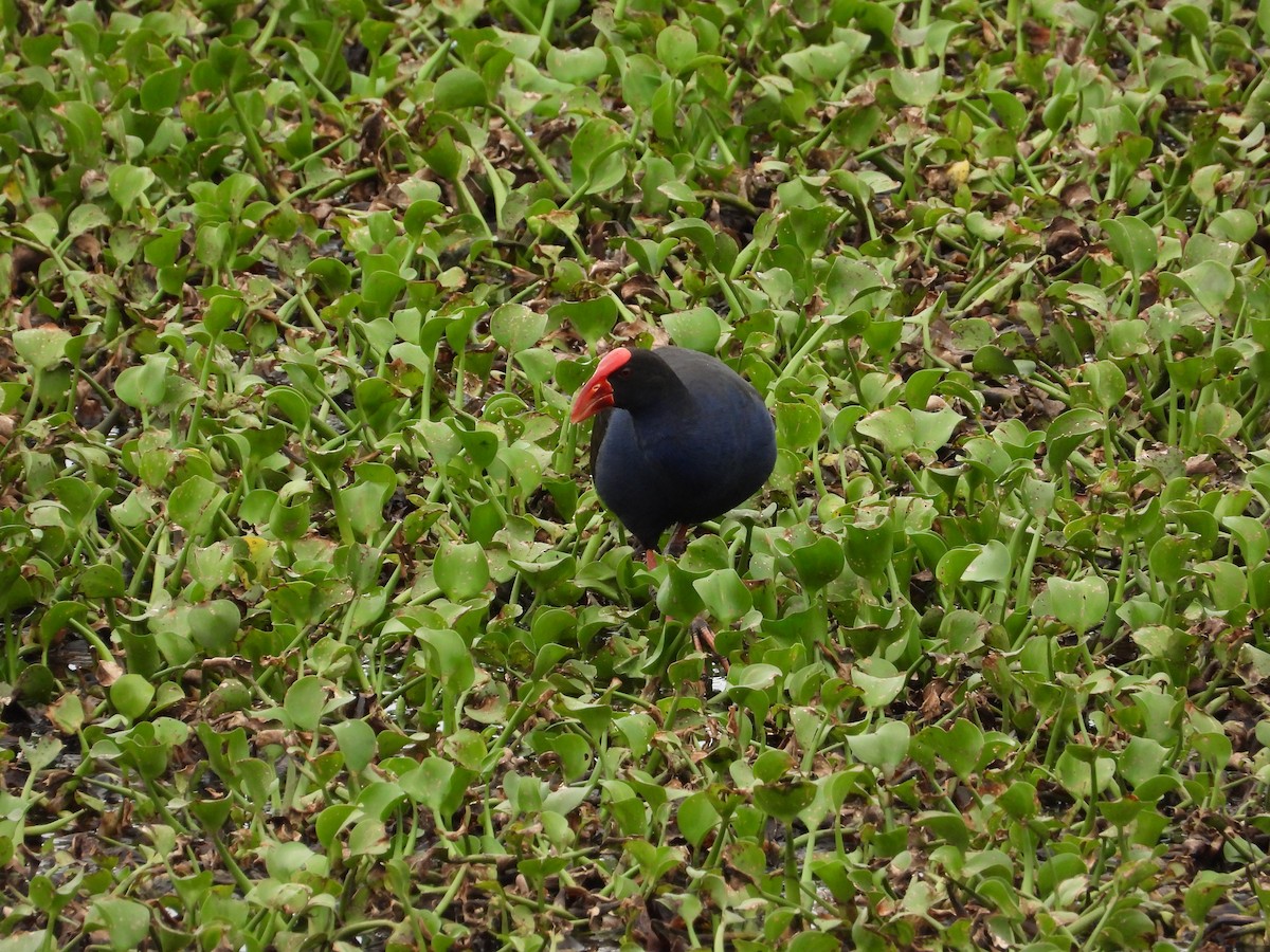 Australasian Swamphen - ML610814986