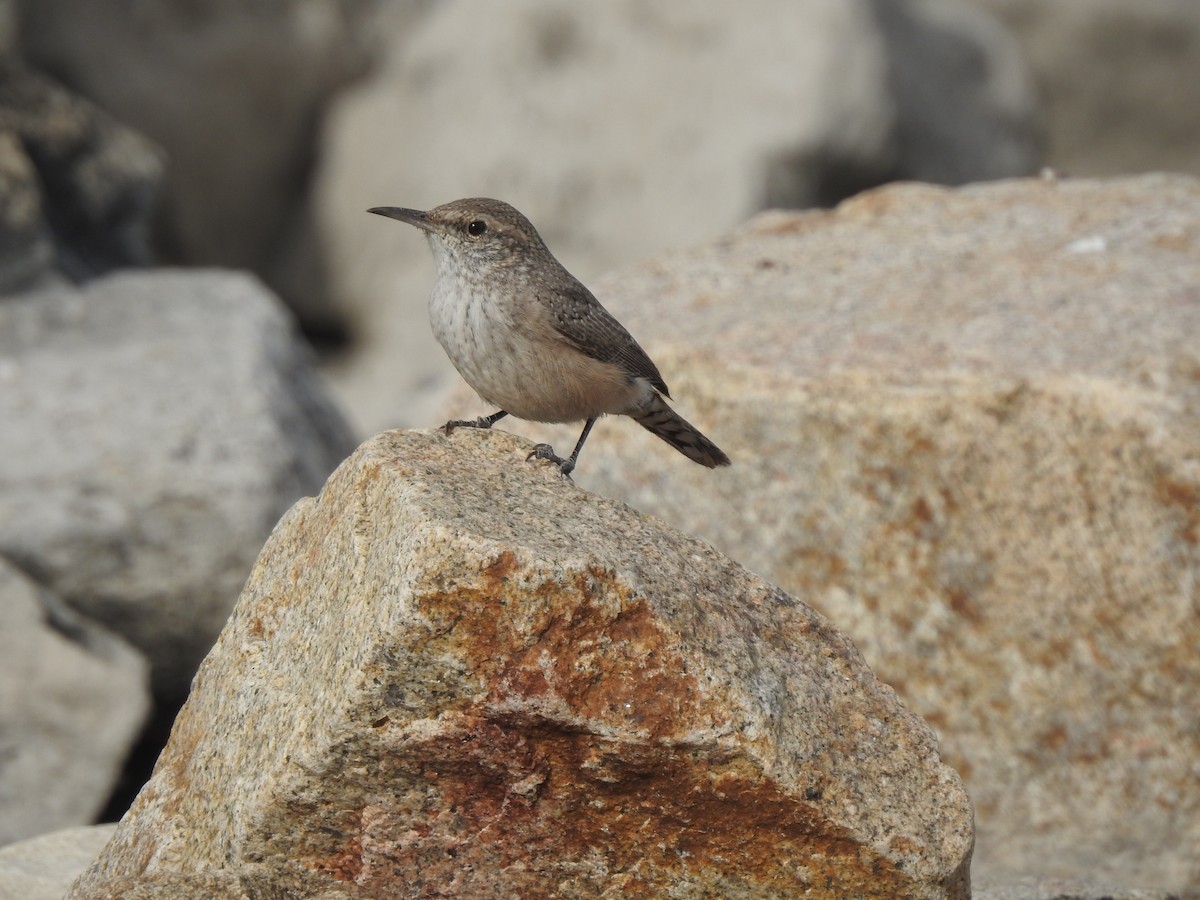 Rock Wren - ML610814987