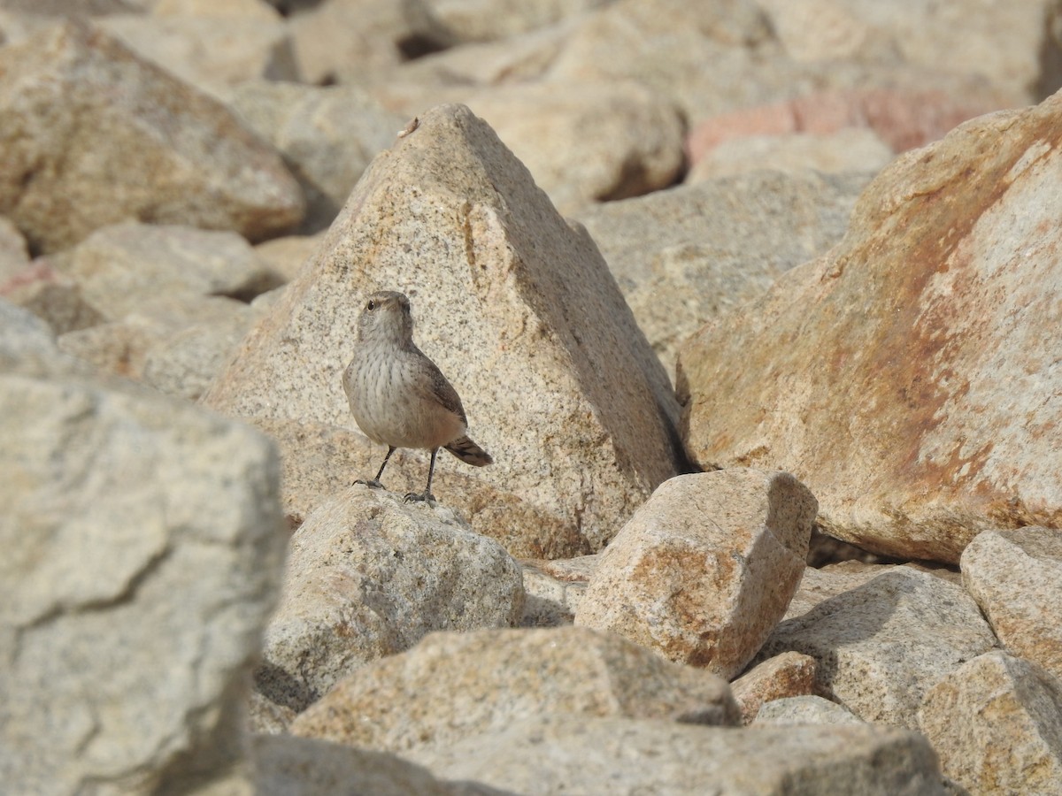 Rock Wren - ML610814988