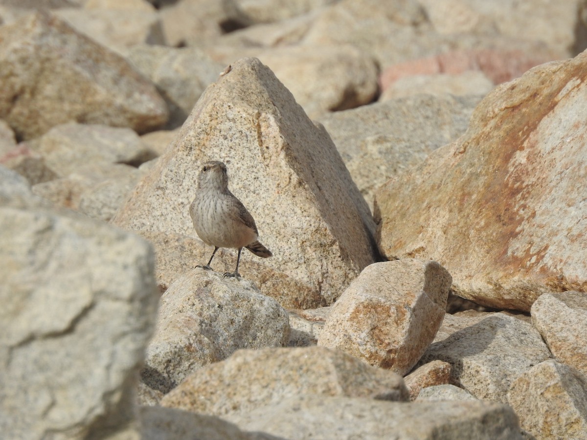 Rock Wren - Layton Pace