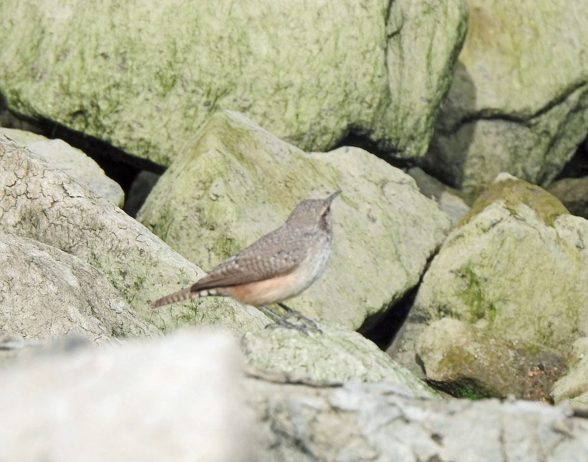 Rock Wren - ML610814989