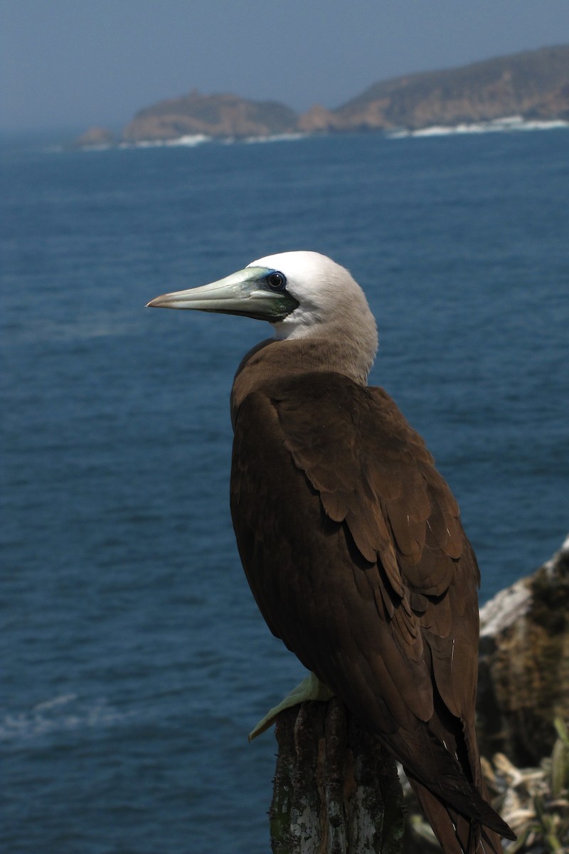 Brown Booby - ML610815028