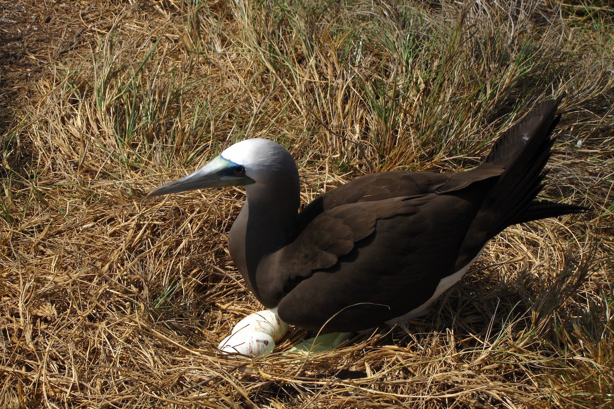 Brown Booby - ML610815030