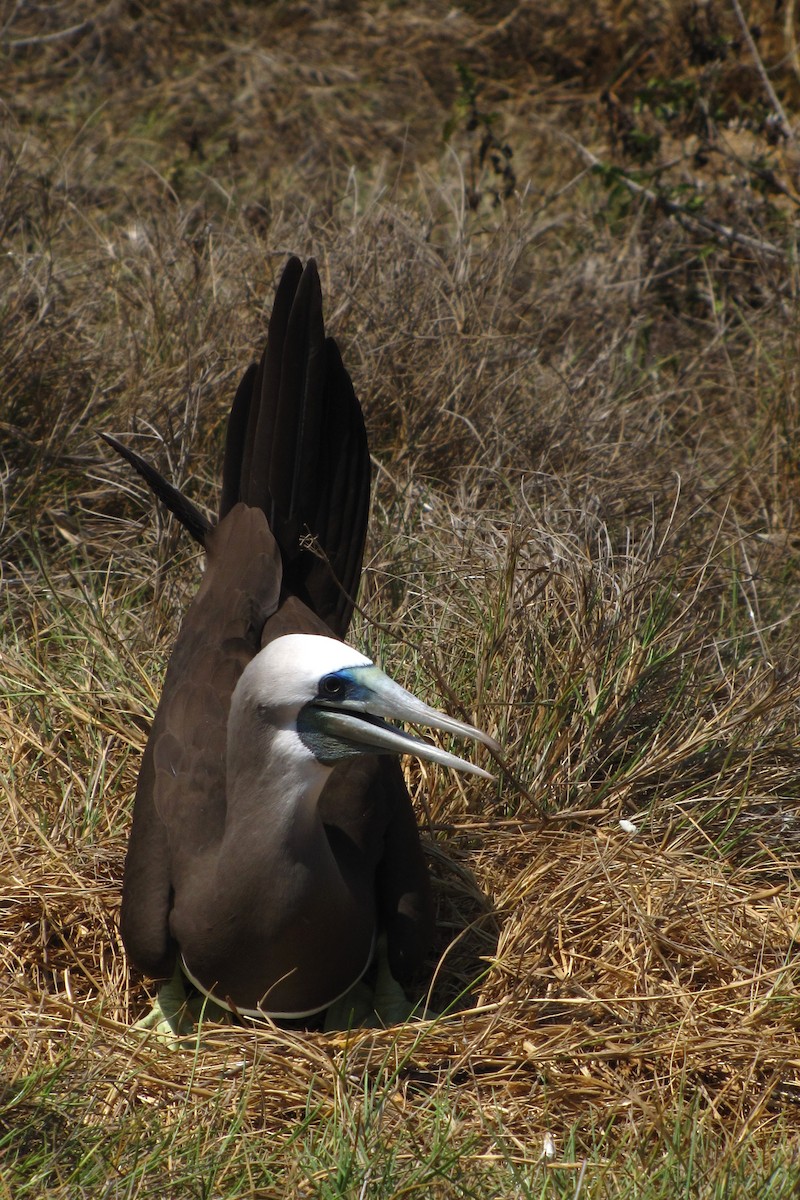 Brown Booby - ML610815041