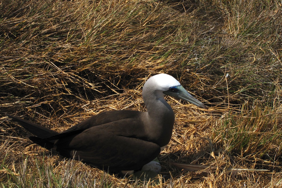 Brown Booby - ML610815042