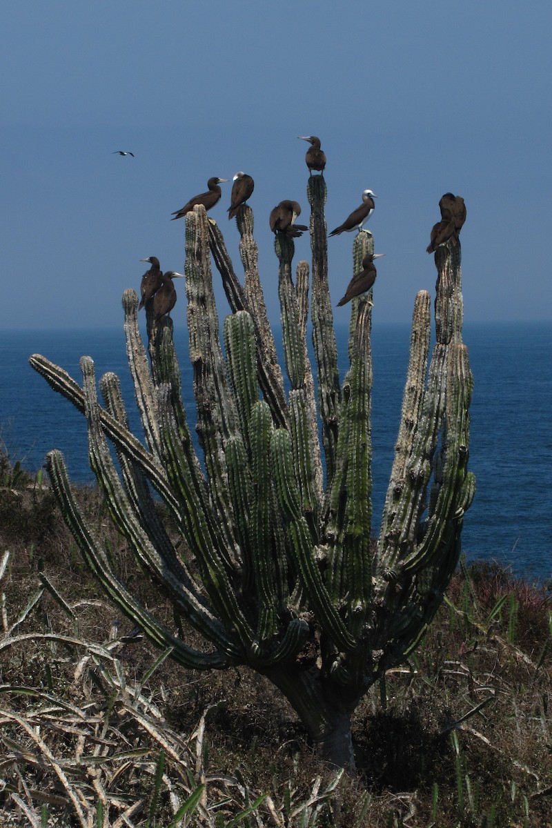 Brown Booby - ML610815050