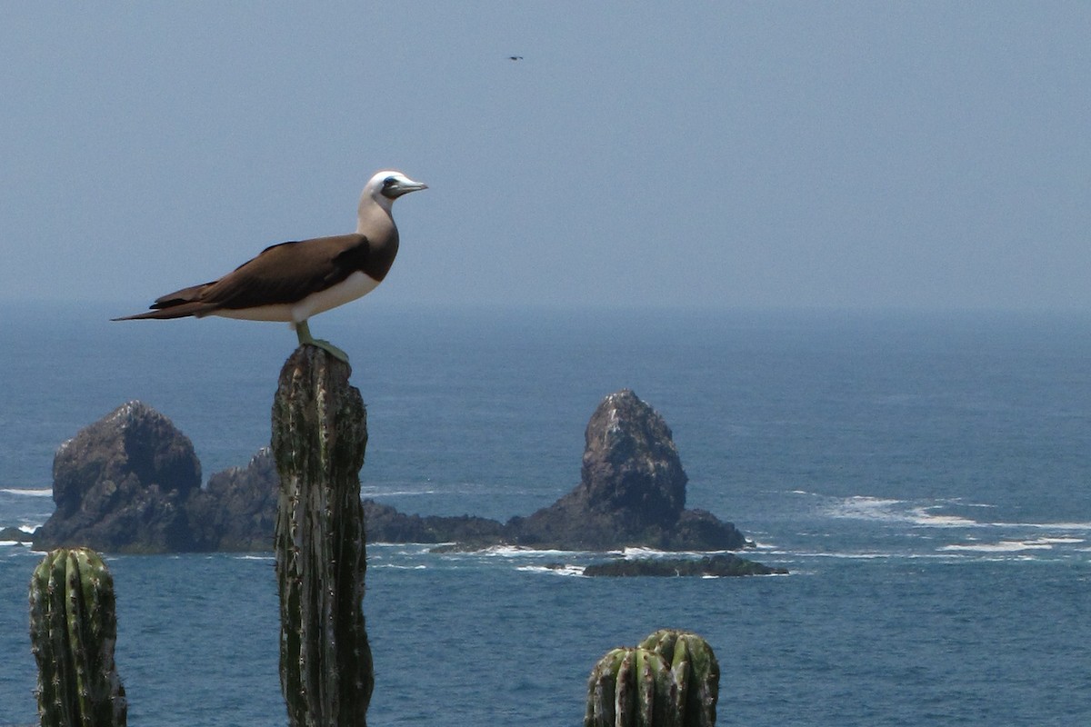 Brown Booby - ML610815051