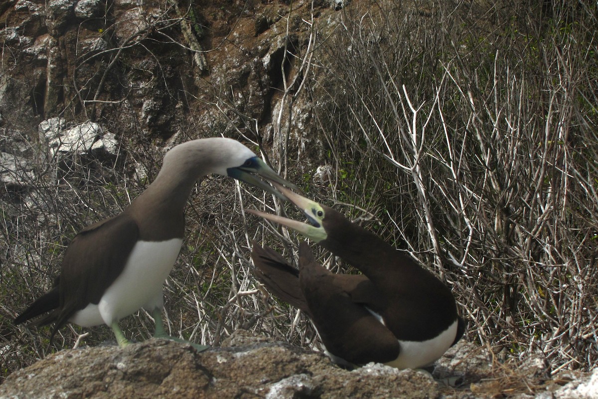 Brown Booby - ML610815052