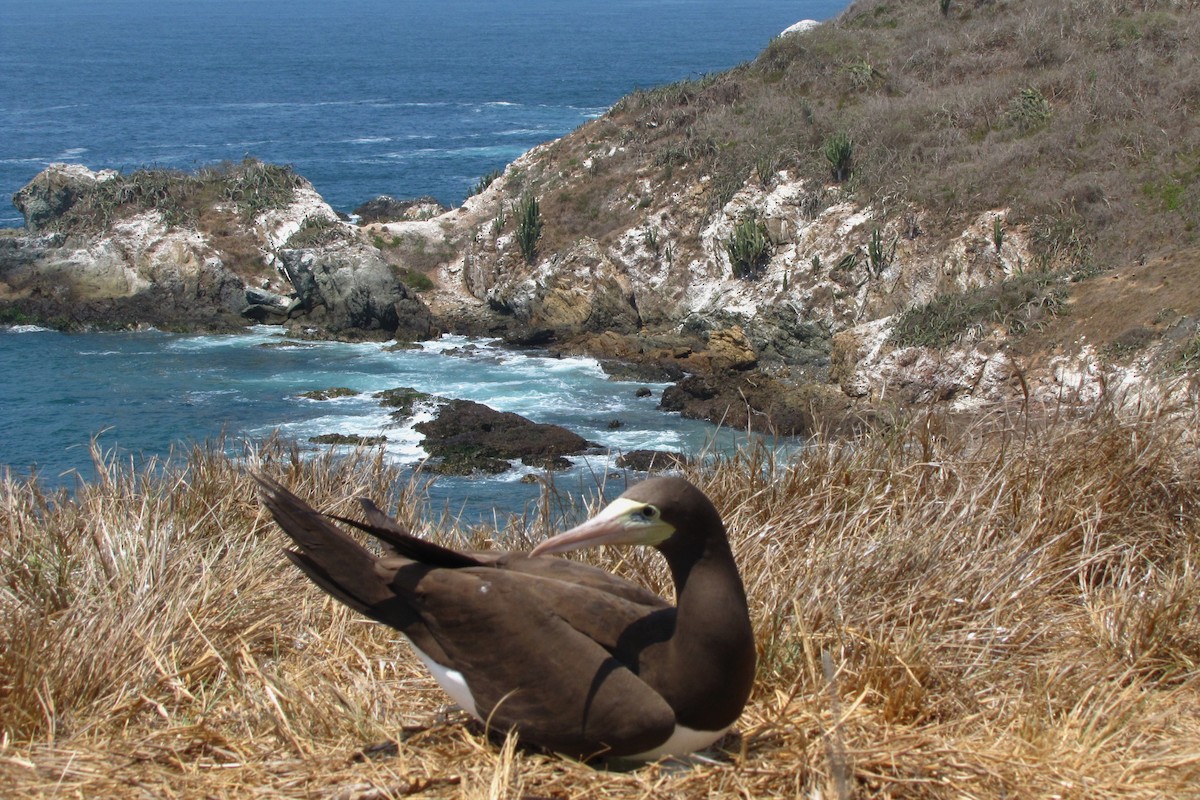 Brown Booby - ML610815053