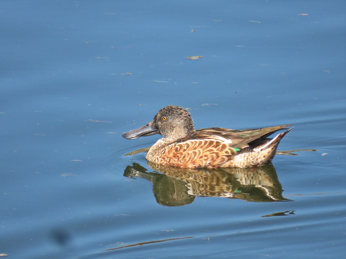 Northern Shoveler - ML610815075