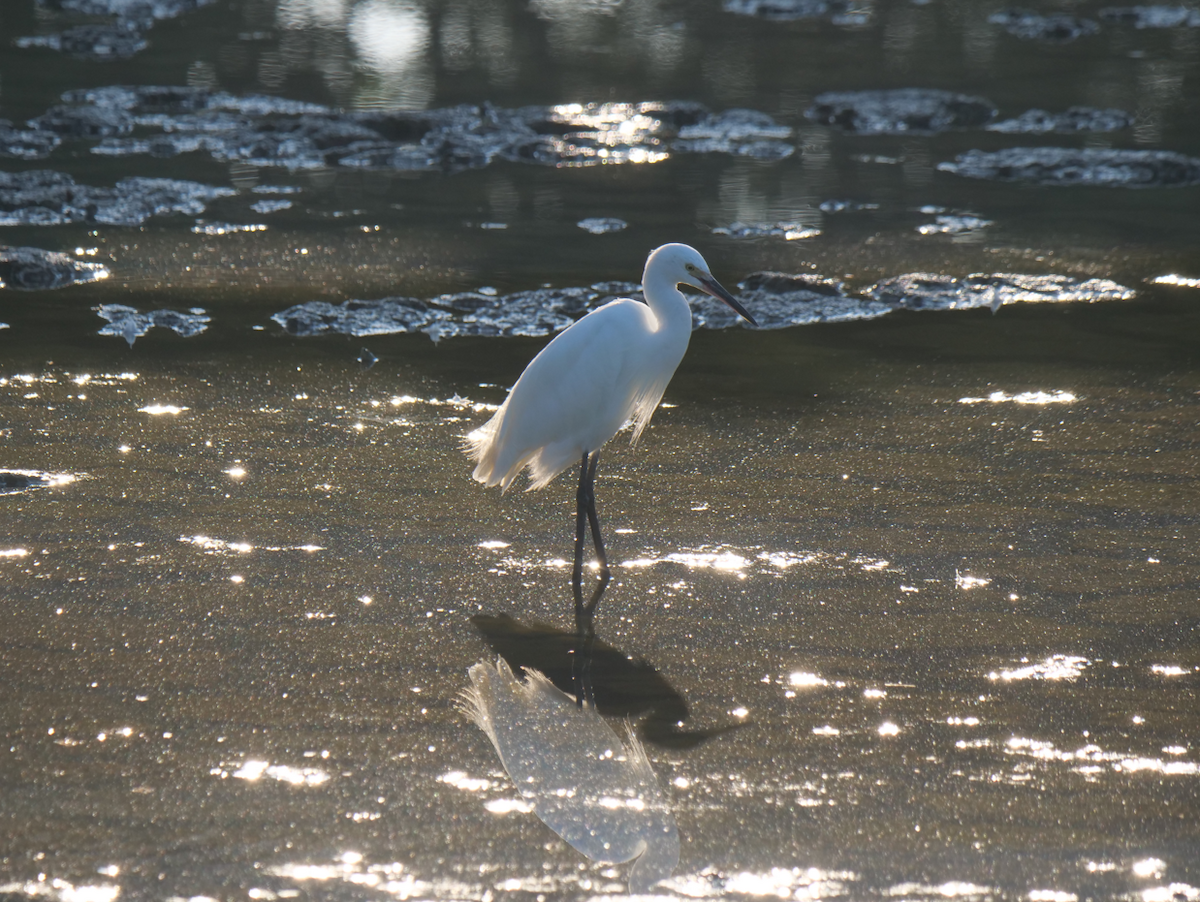 Little Egret - ML610815102