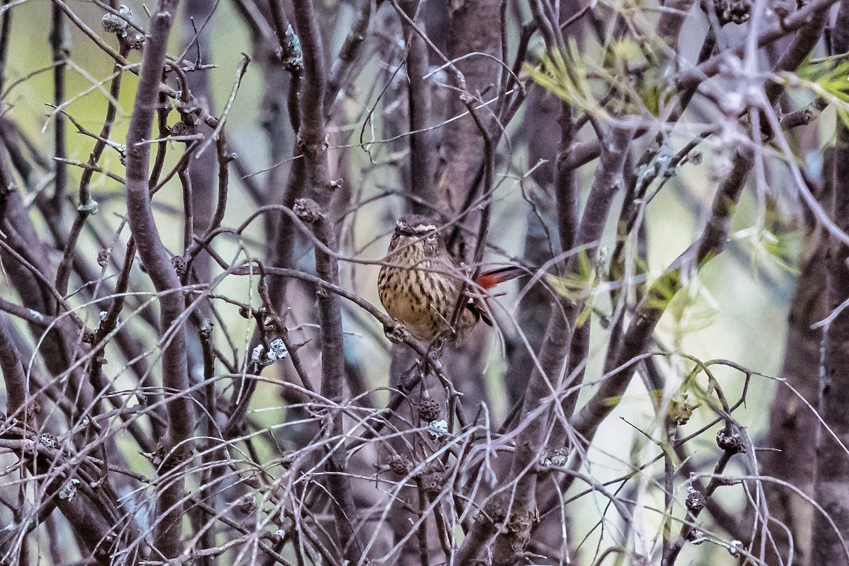 Shy Heathwren - ML610815177