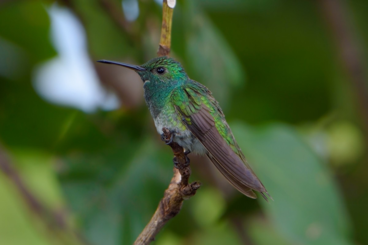 Mangrove Hummingbird - ML610815193