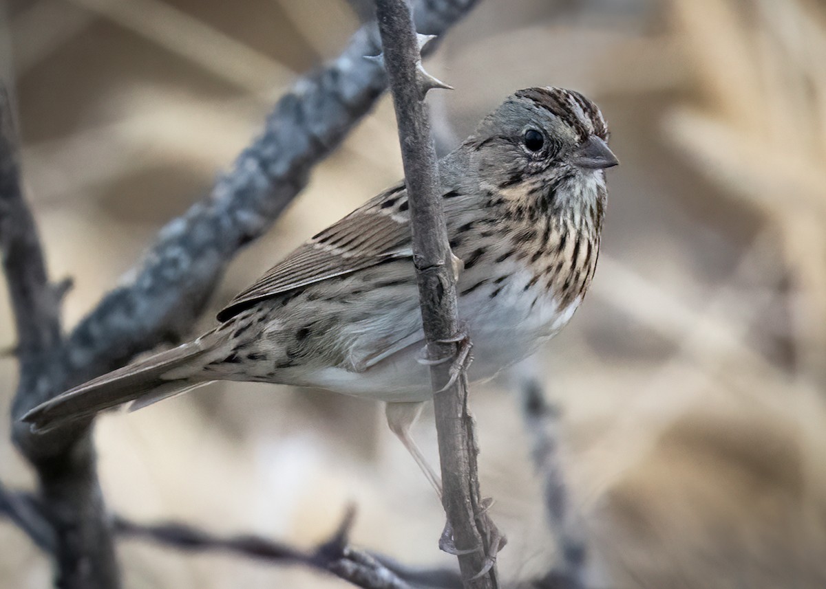 Lincoln's Sparrow - ML610815196