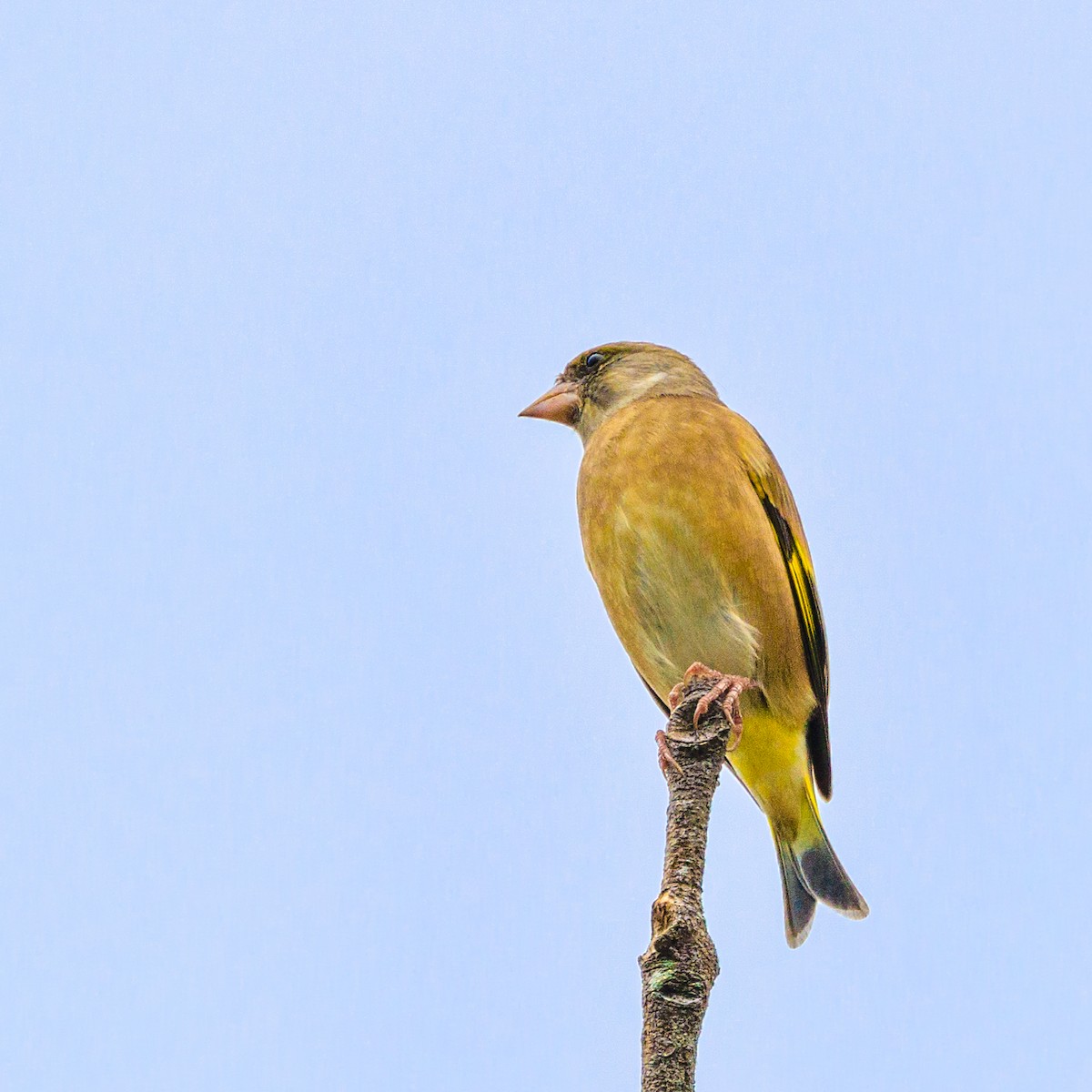 Oriental Greenfinch - ML610815263