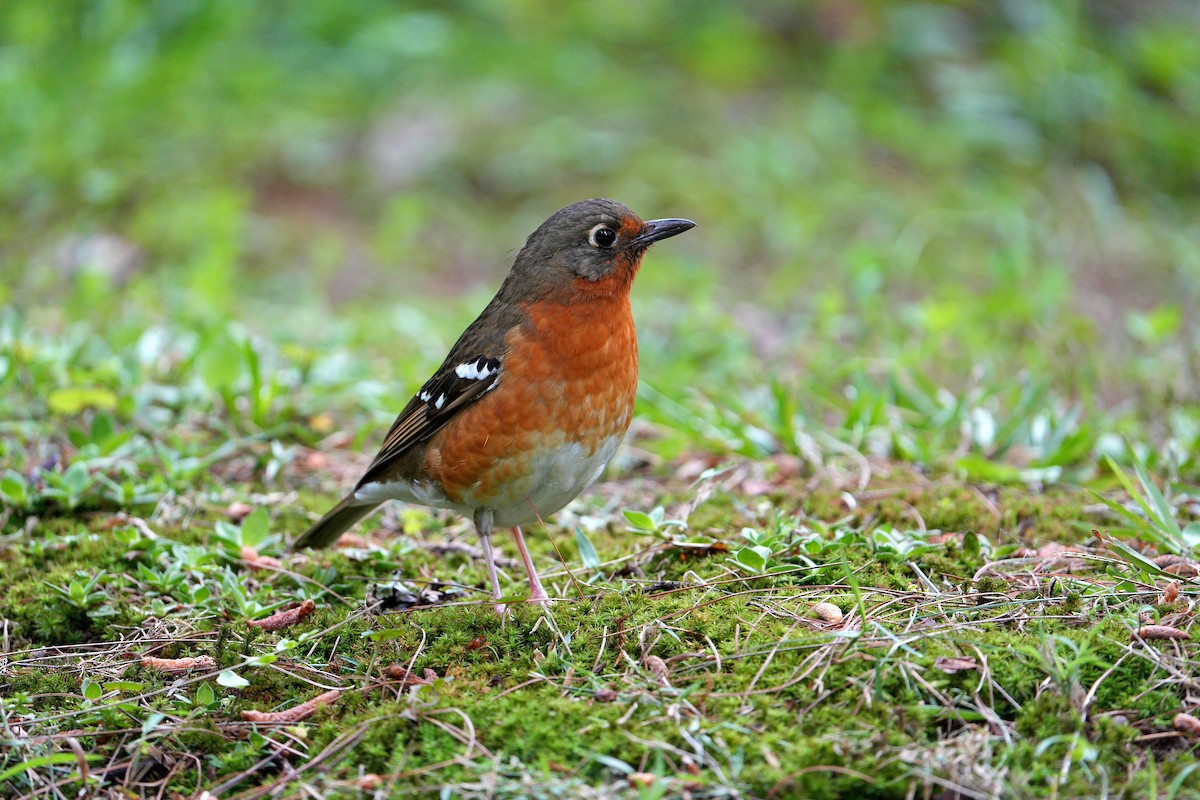 Orange Ground-Thrush - ML610815269