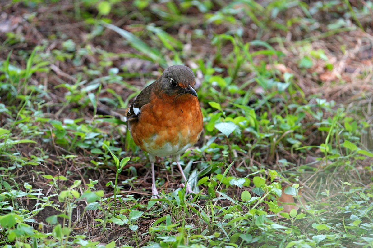 Orange Ground-Thrush - ML610815271