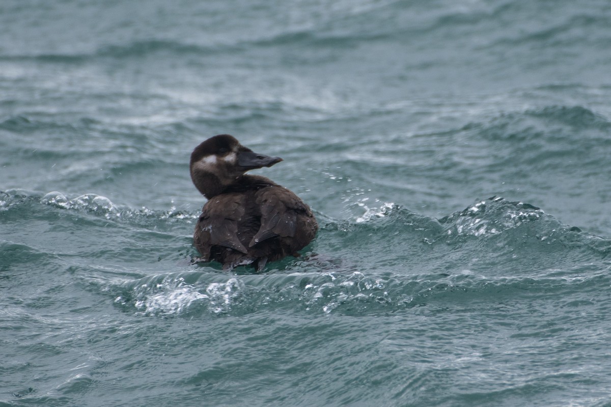 Surf Scoter - ML610815285