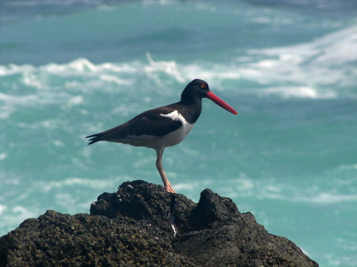 American Oystercatcher - ML610815335