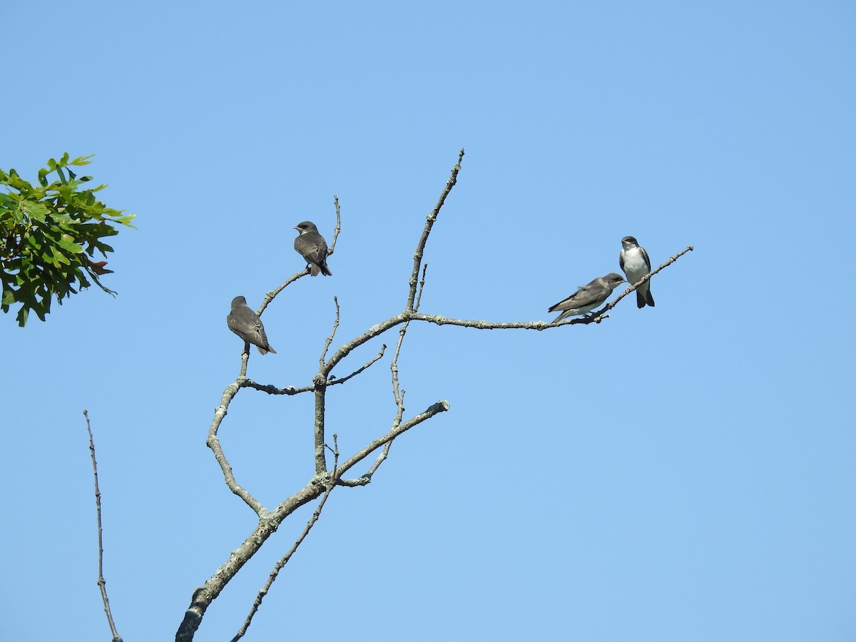 Tree Swallow - Sue Ascher
