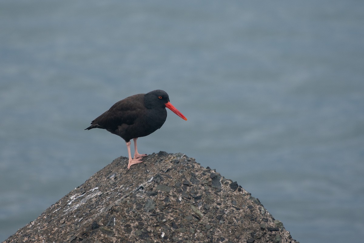 Black Oystercatcher - ML610815362